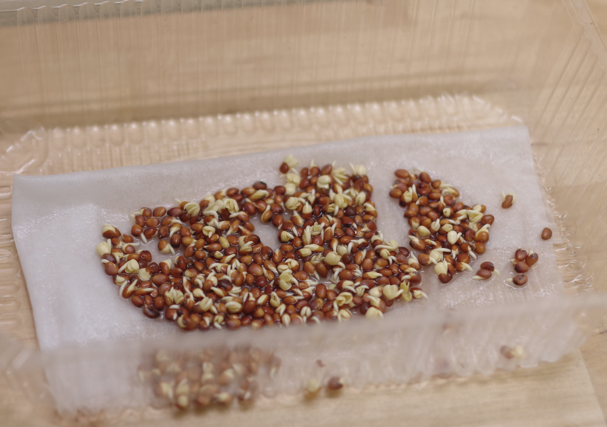 Дайкон, день 2