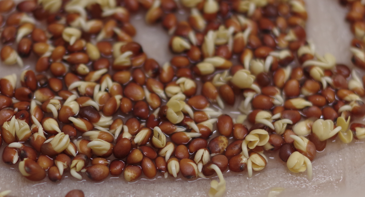 Дайкон, день 2