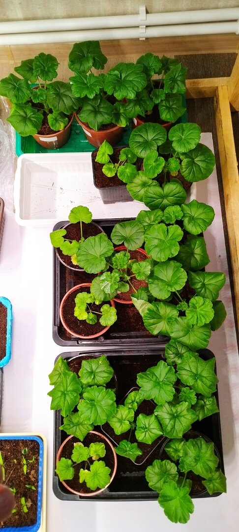 Здесь все, кроме самой главной героини дня(про нее позже). В ящиках они по сортам. Задохлики  имеются в каждом сорте, кроме одного. 