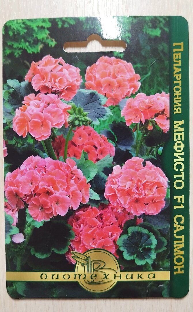 При выборе сорта понравилась расцветка цветов и листьев и пышность соцветий. В пакете 5 семян. Три посадила, два в запасе.