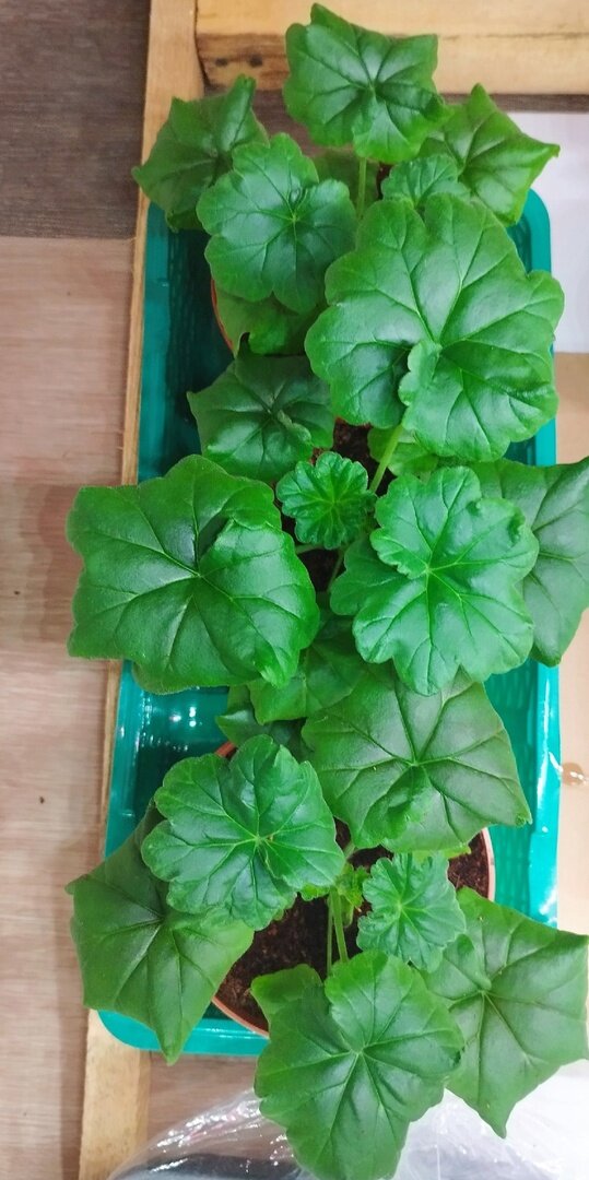 Все крепыши хороши!