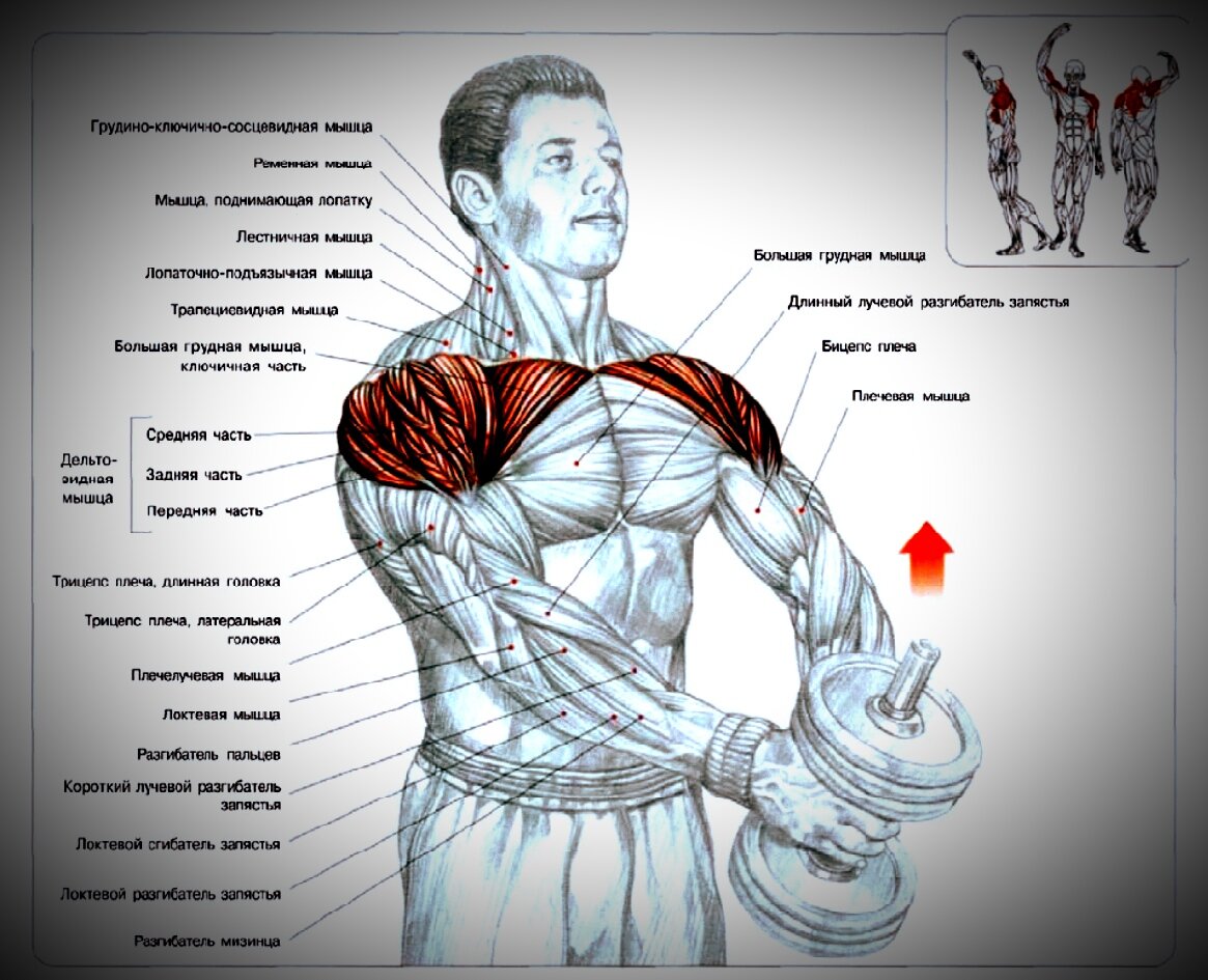 Топ-8 упражнений на плечи для мужчин для увеличения объёма и набора массы