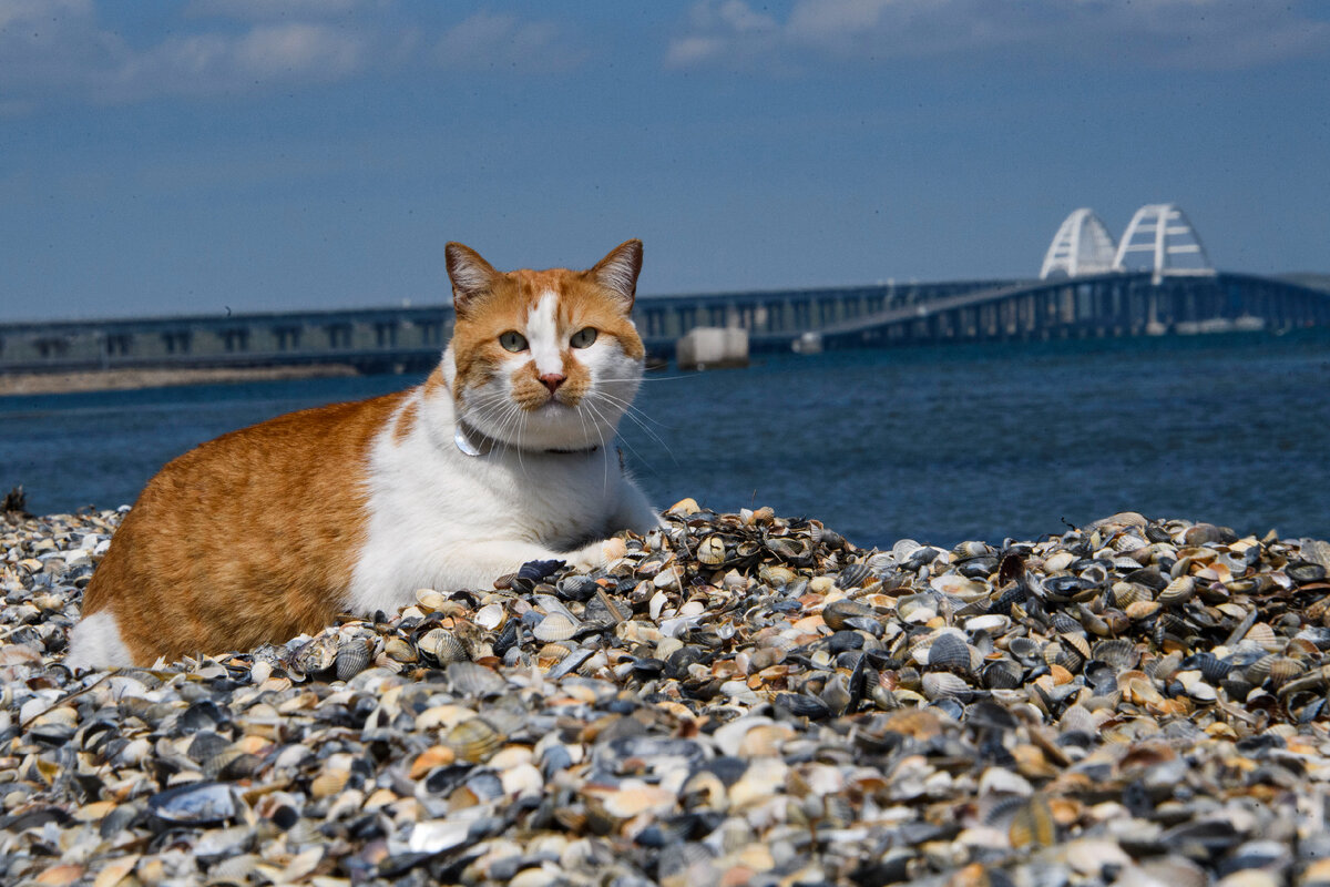 Знаю эти 19 километров как свои четыре лапы.