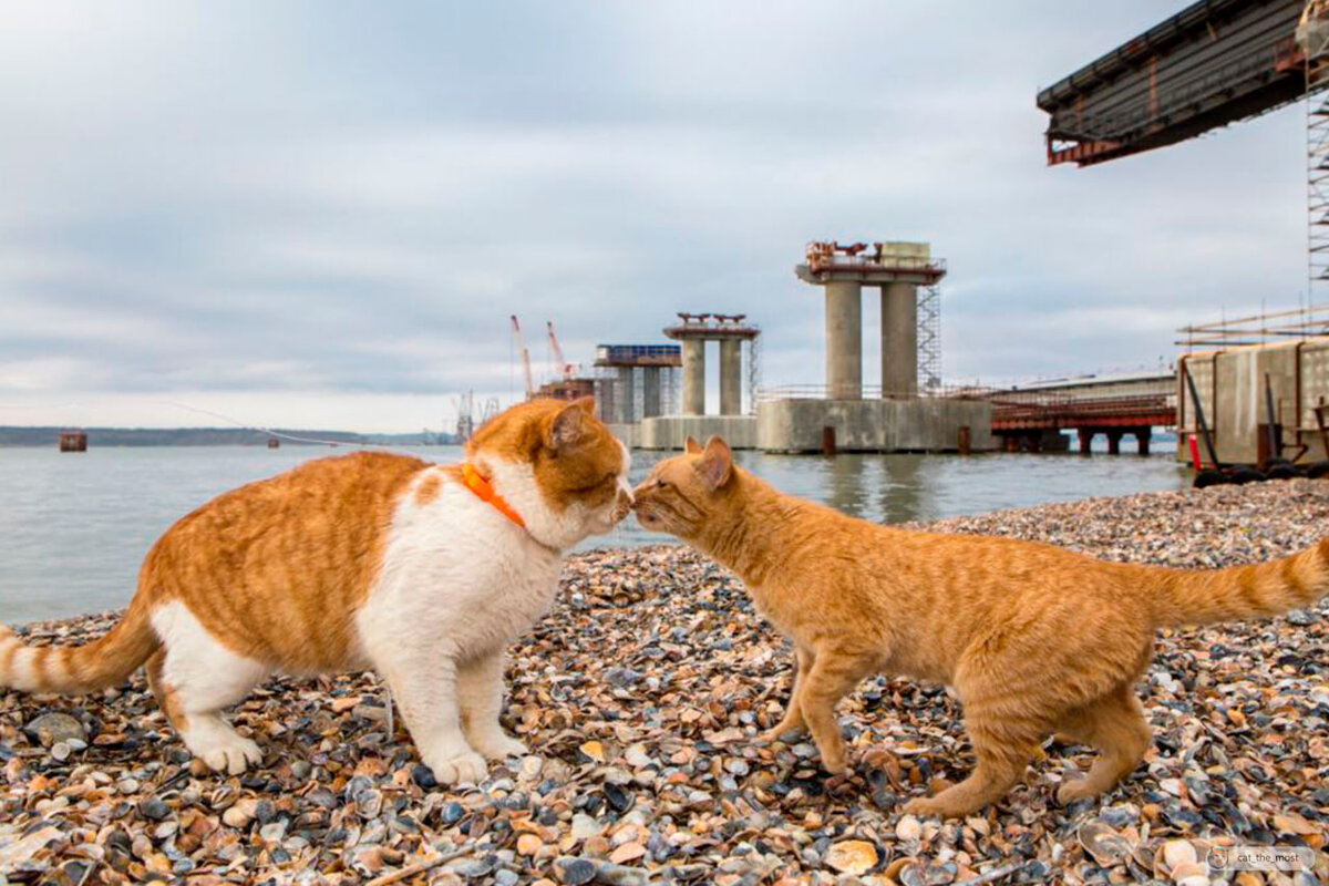 Коту Мостику 10 лет... 