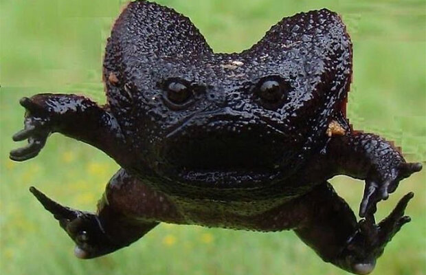 Черная дождевая лягушка. ЮАР. https://mirfactov.com/chernyye-lyagushki/