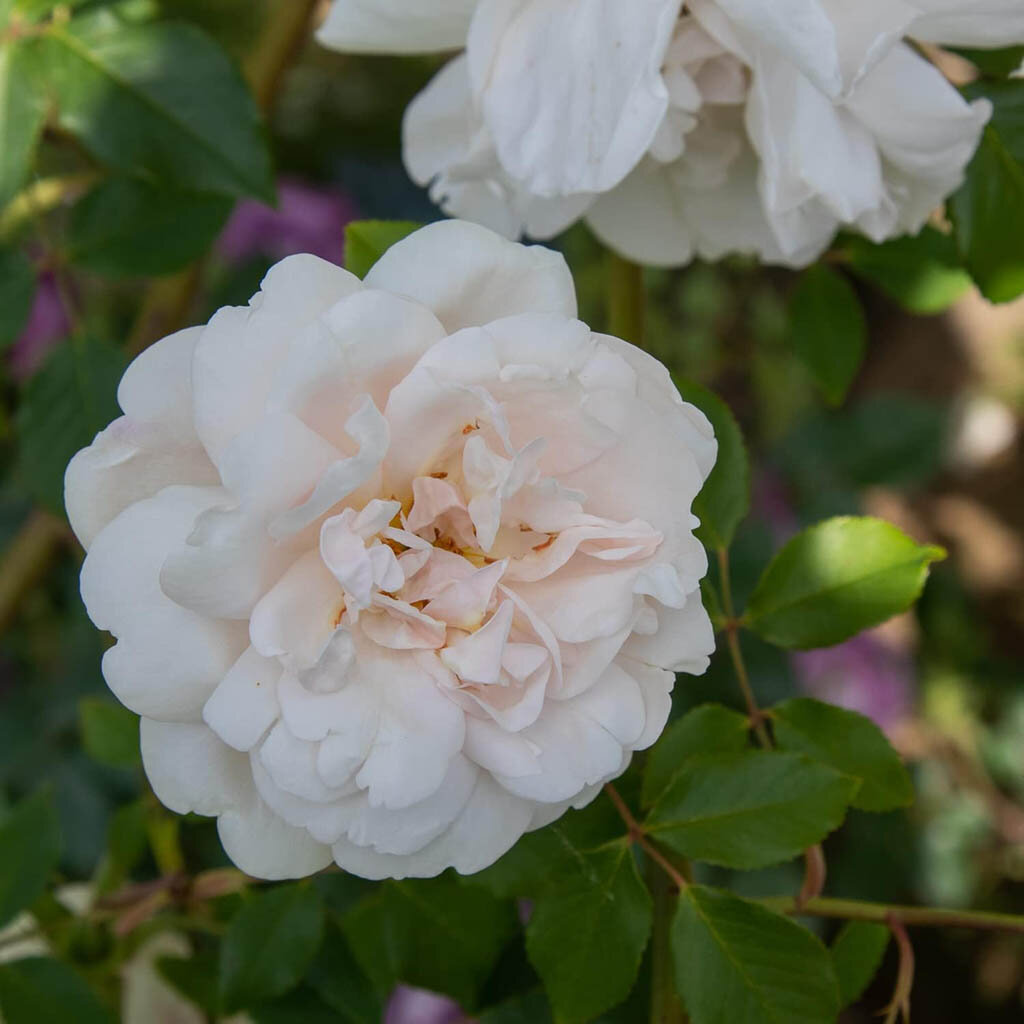 Mme Alfred Carriere (Madame Alfred Carriere, Madame A. Carriere), Schwartz Франция, 1879, Нуазетовые (Noisette)