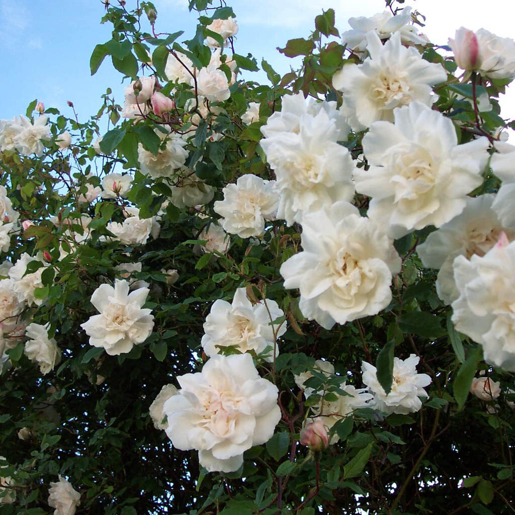 Mme Alfred Carriere (Madame Alfred Carriere, Madame A. Carriere), Schwartz Франция, 1879, Нуазетовые (Noisette)