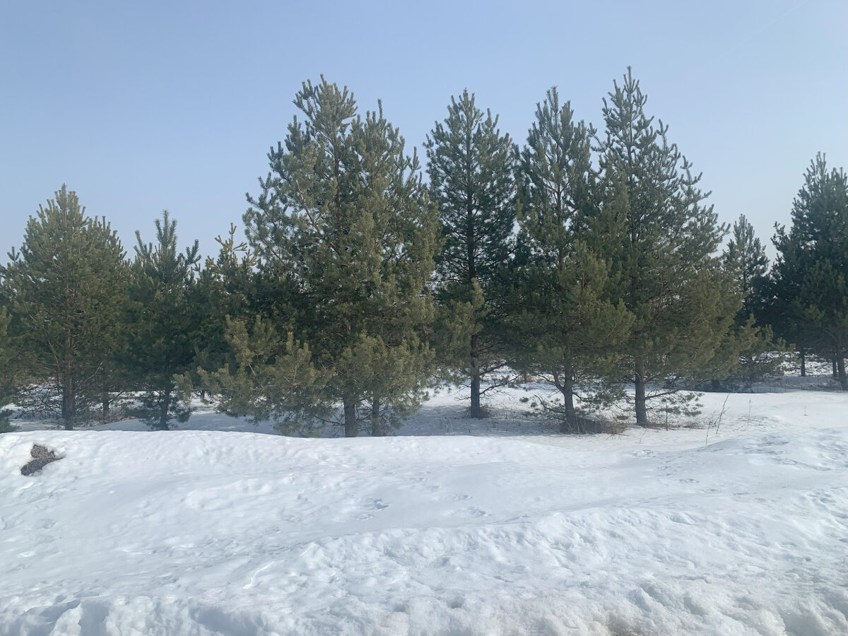 фото с прогулки в деревне