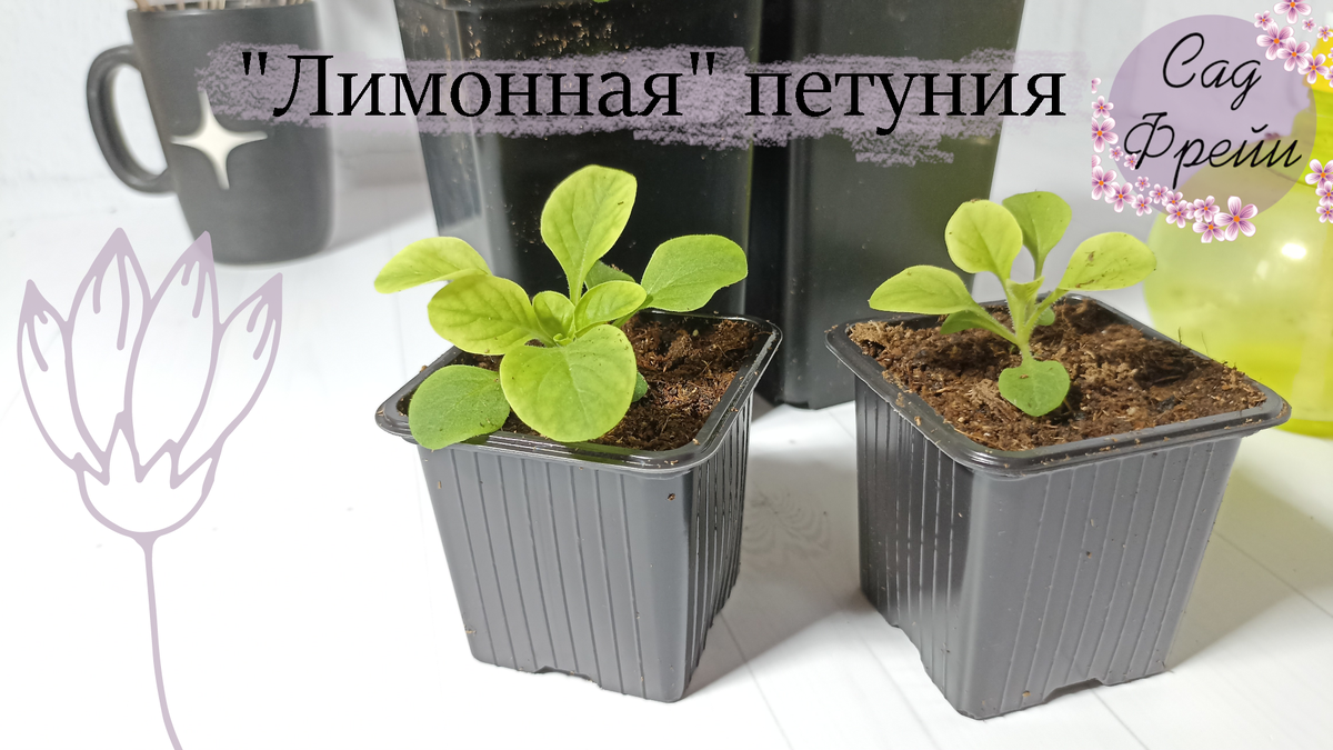 Так случилось и в этот раз