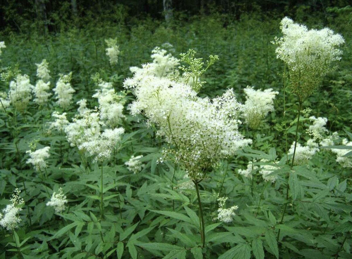 Таволга вязолистная (Filipendula ulmaria)