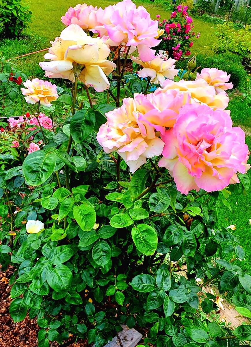 Чайно-гибридная роза «Gloria Dei/Peace ( Мадам Мейян)» в июльском цветении