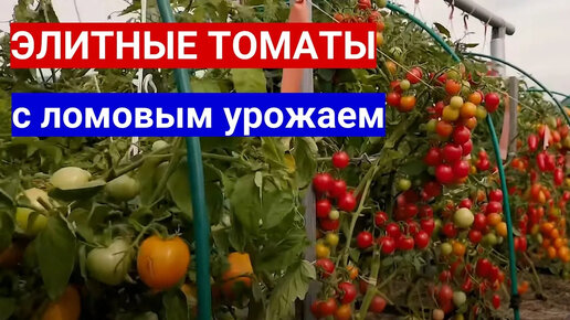 ВЫБРАЛА ТОМАТЫ ДЛЯ УЛИЦЫ - ЛОМОВОЙ УРОЖАЙ БУДЕТ ОПЯТЬ! ЛУЧШИЕ СОРТА ТОМАТОВ ДЛЯ ОТКРЫТОГО ГРУНТА