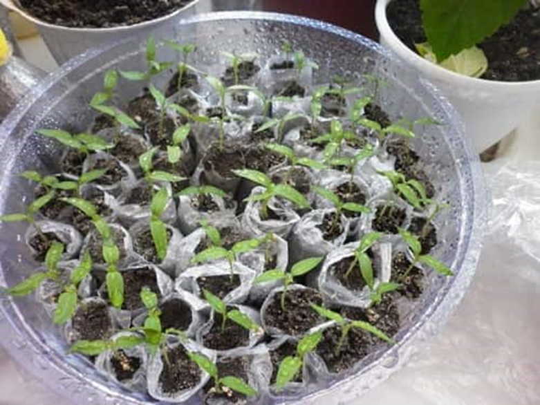 семена для рассады. сажаем помидоры на рассаду в феврале. теплице с помидорной рассадой. посадка перца на рассаду. посев помидор в марте.