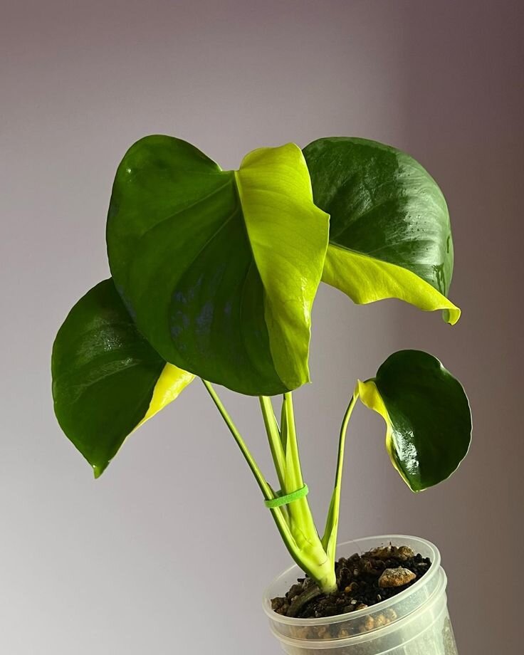 Monstera deliciosa lemon lime variegated. Фото: pinterest.com