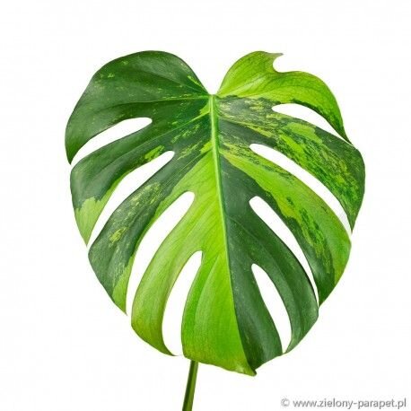 Monstera deliciosa green on green. Фото: pinterest.com