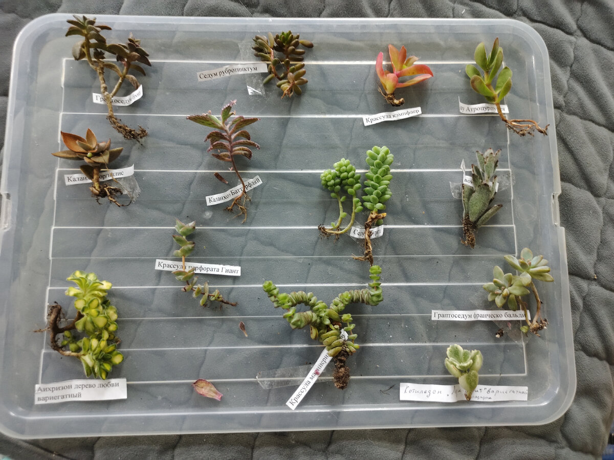 Наши суккуленты 17.03.2024