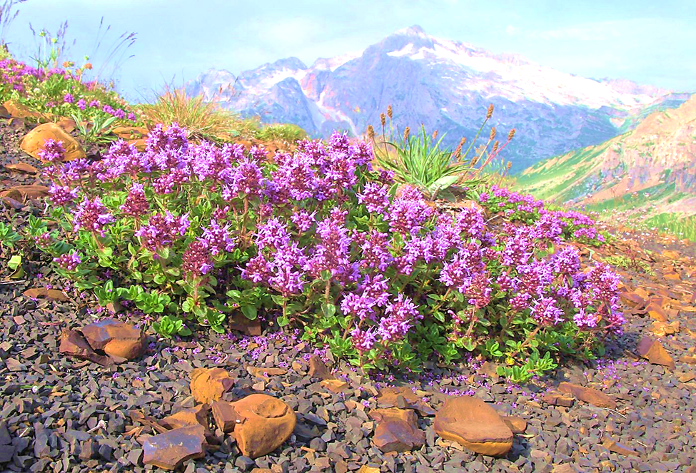 Так выглядят соцветия чабреца на горных склонах. 