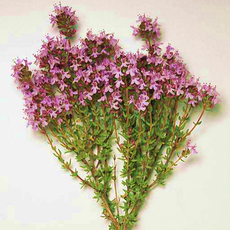 Так выглядит чабрец и его соцветия.