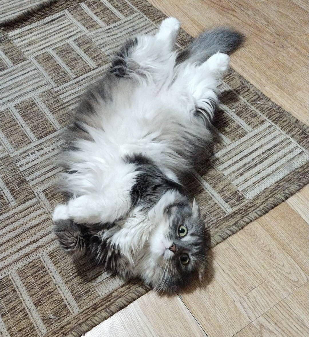 Какая-такая подушка? Вообще ничего не трогали!