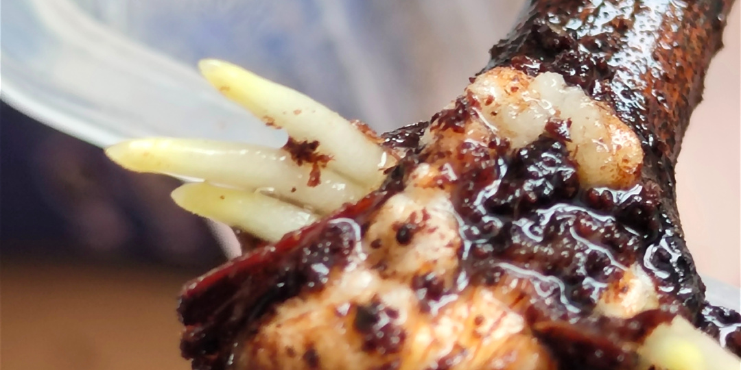 Проращивание черенков винограда. Семь моих секретов/рекомендаций