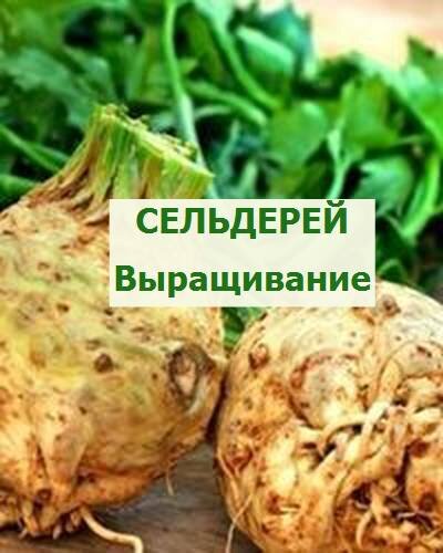 сельдерей на корни и на зелень