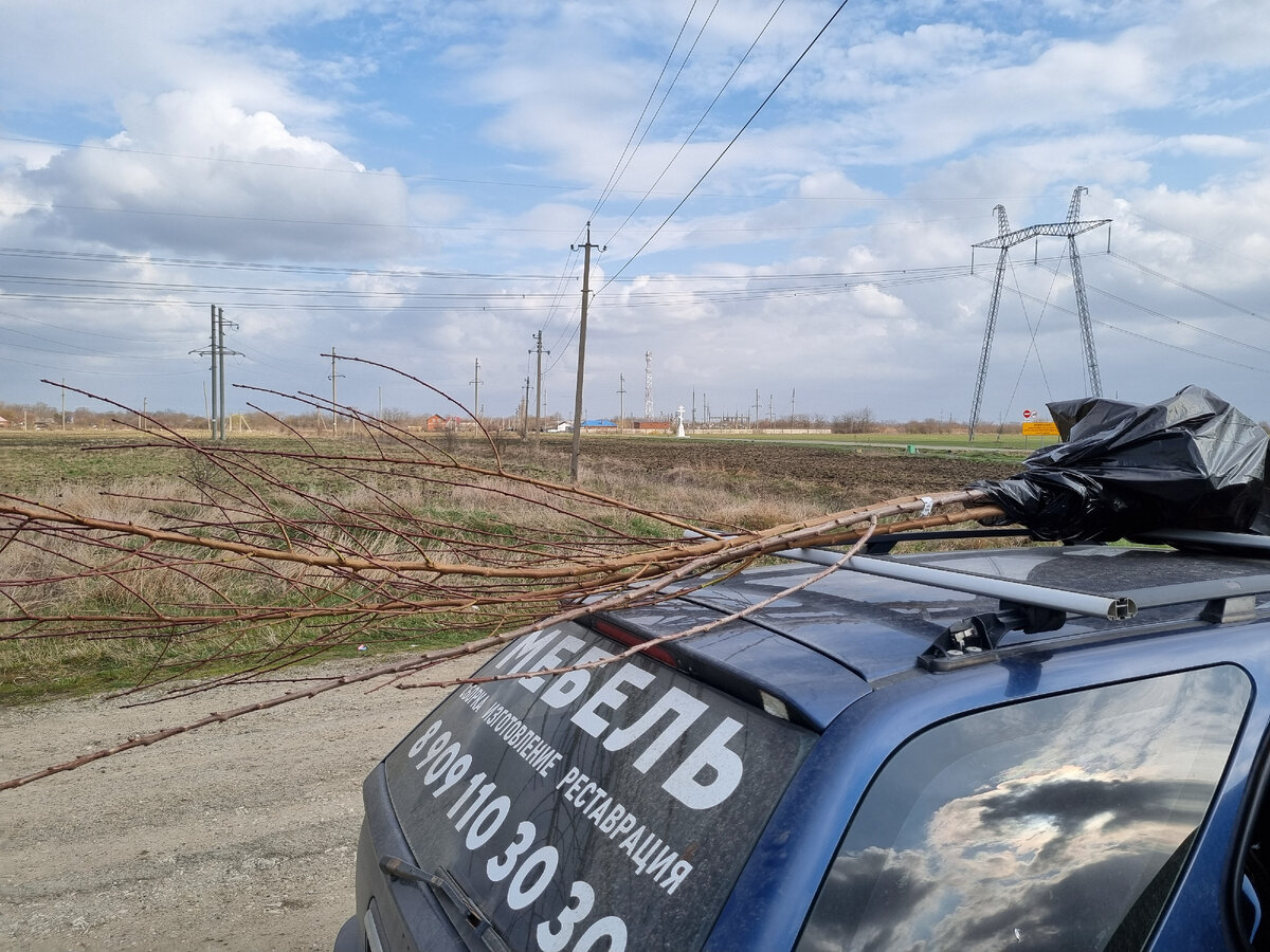 Деревья на крыше авто