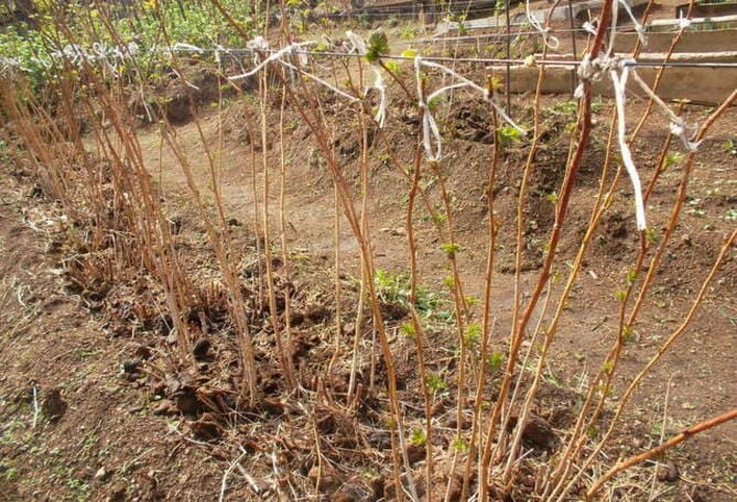 Фотография взята из источника yandex.ru