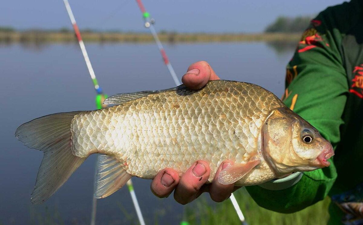 [caption id="attachment_1046" align="aligncenter" width="600"] Где найти карася весной[/caption]