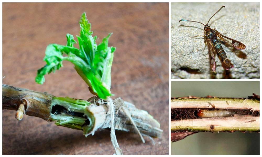 Фотография взята из источника yandex.ru