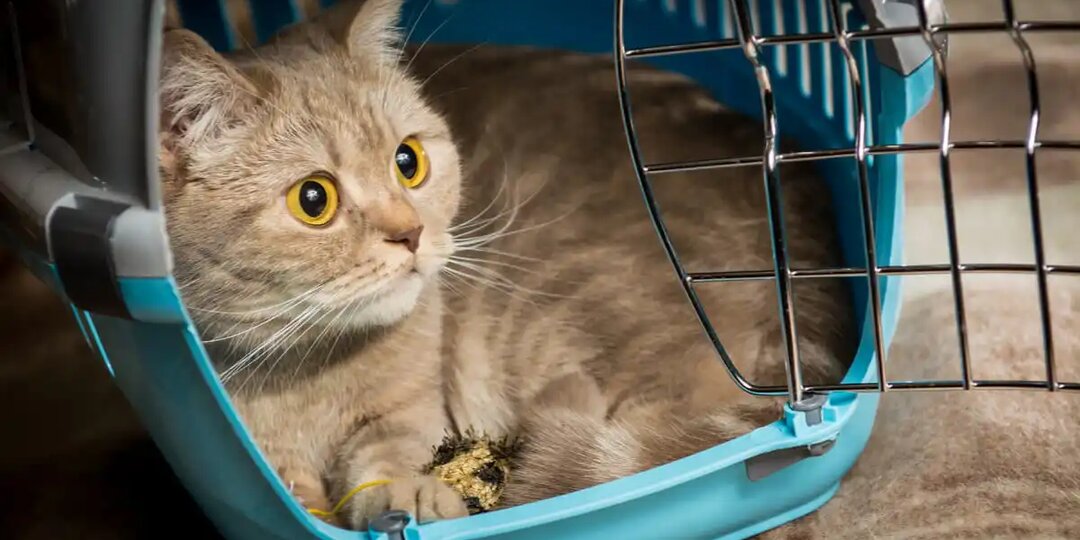 Как кот чувствует, что его собираются везти к ветеринару