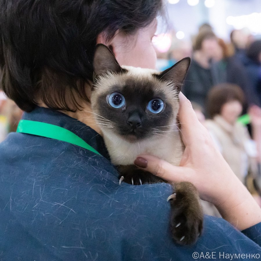 Оливка всеми когтями держится за Полину