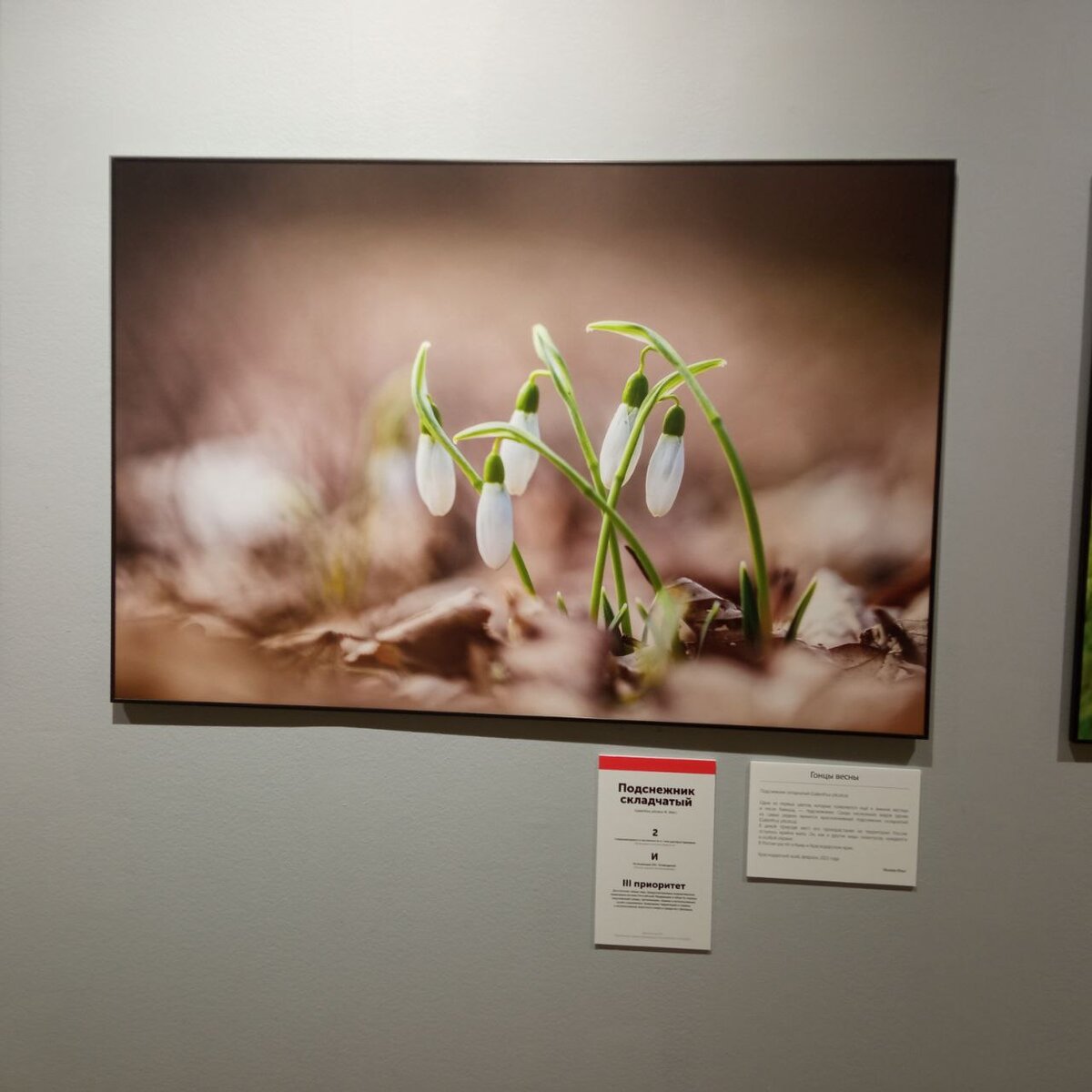 Подснежник. Робкий и нежный. Олицетворение Весны. Данный вид растений занесён в Красную книгу, о чем свидетельствует красная пооса и цифры на жетоне под фотографией.