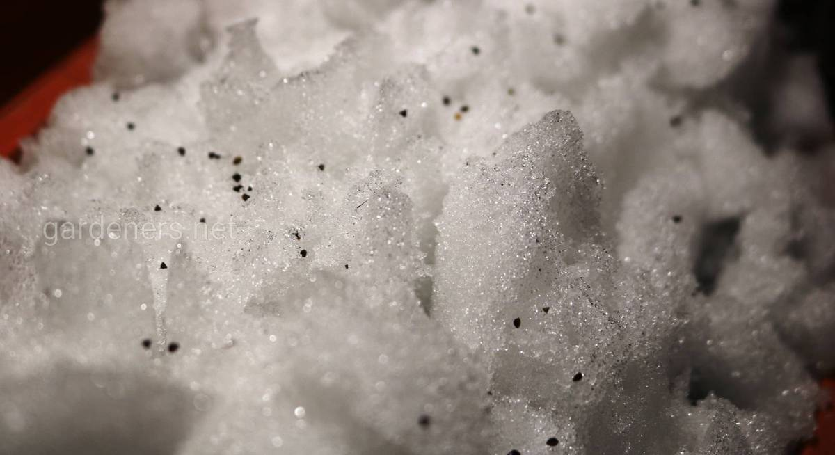 Посев семян клубники на снег