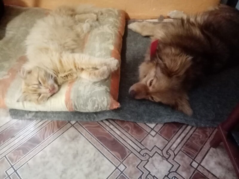 Жорик с hулей отогреваются в тепле.