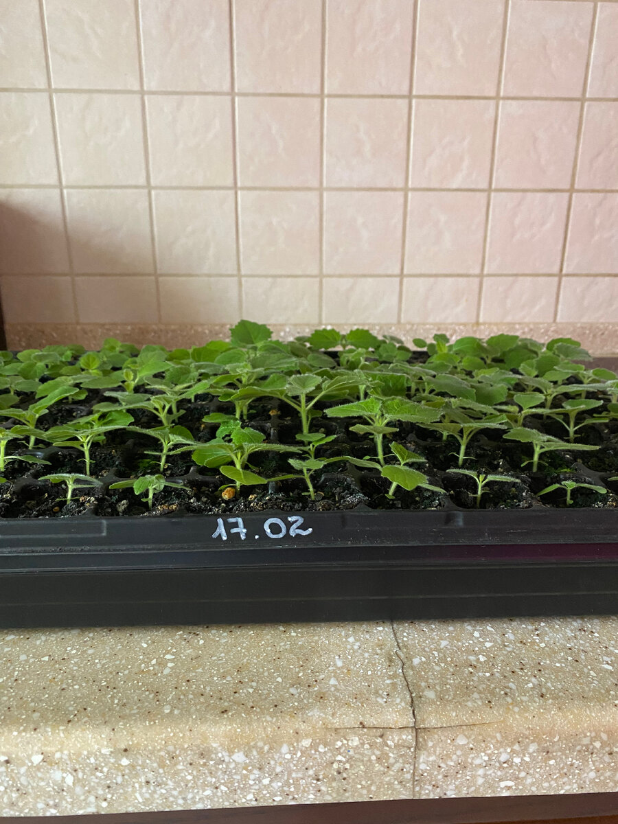 Февральская партия