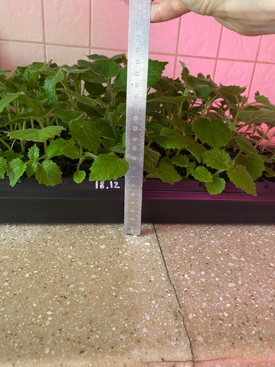 Партия рассады от декабря