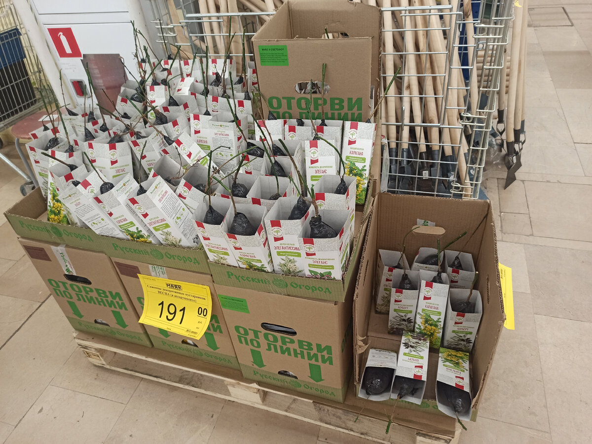 На фото: жимолость, акация, черемуха