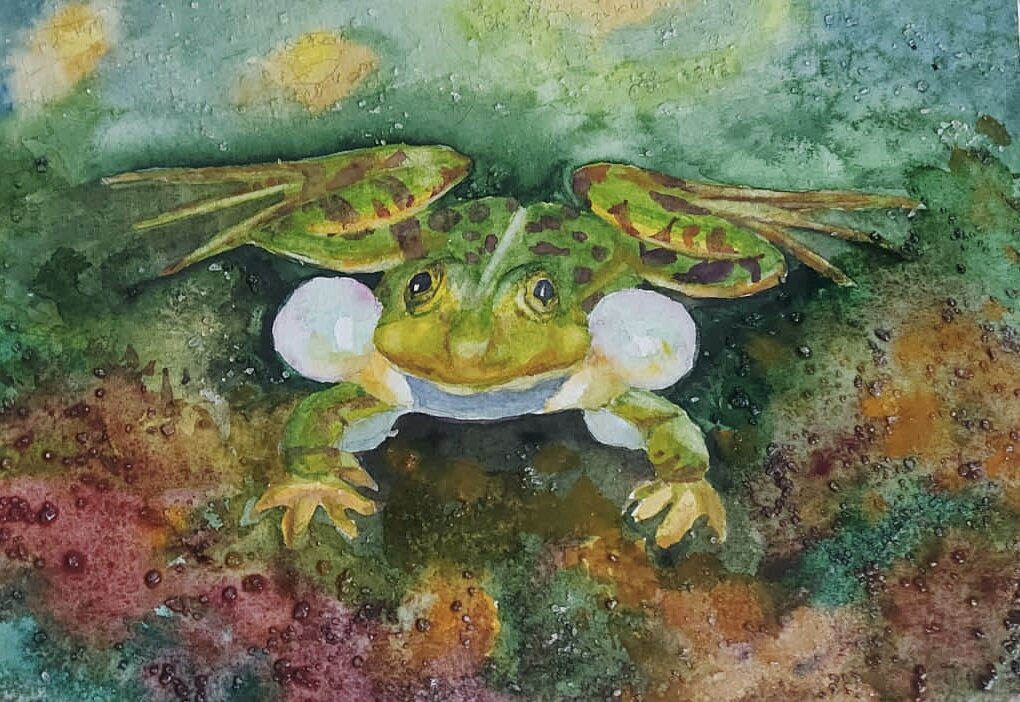 Лягушка. 2023 г.