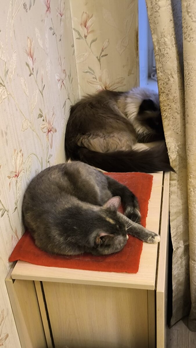 В гостях у Монечки. 🐈 Еженедельная рубрика новостей | КОТО🐈БЛОГ | Дзен