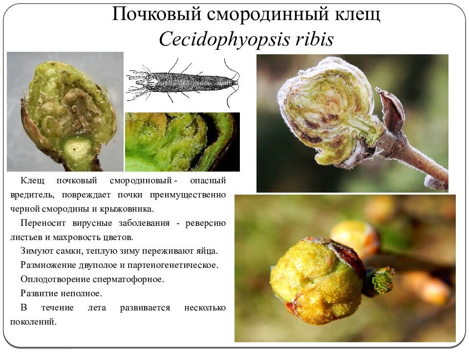 Почечный клещ на смородине фото Кипятим, моем, отпаиваем - Чем обработать СМОРОДИНУ от болезней и вредителей вес