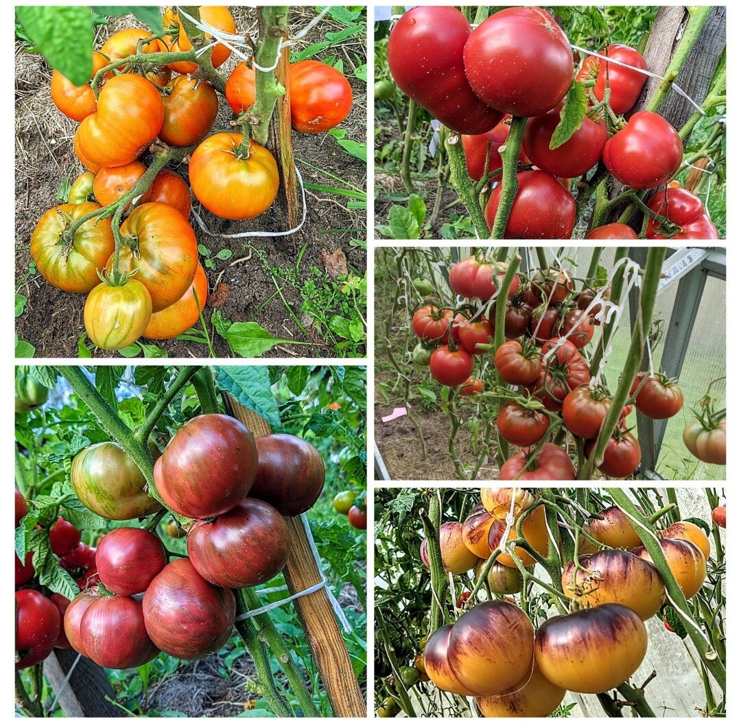 Слева вверху Гном "Бабушкин шоколад". Слева внизу Гном "Теннесси Сьютед (Подходящий)". Справа сверху вниз: "Новый Большой Гном", "Леди Браун", "Пурпурный восход"