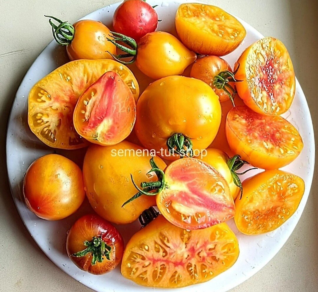 Томат "Сержант Пеппер Биколор". Фото из нашего каталога 