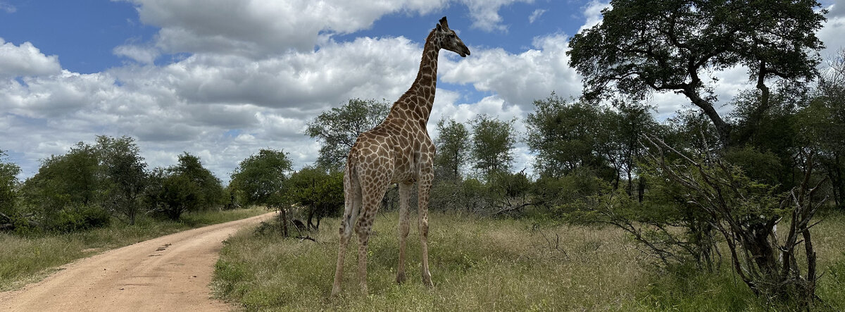 Жираф большой — ему видней!