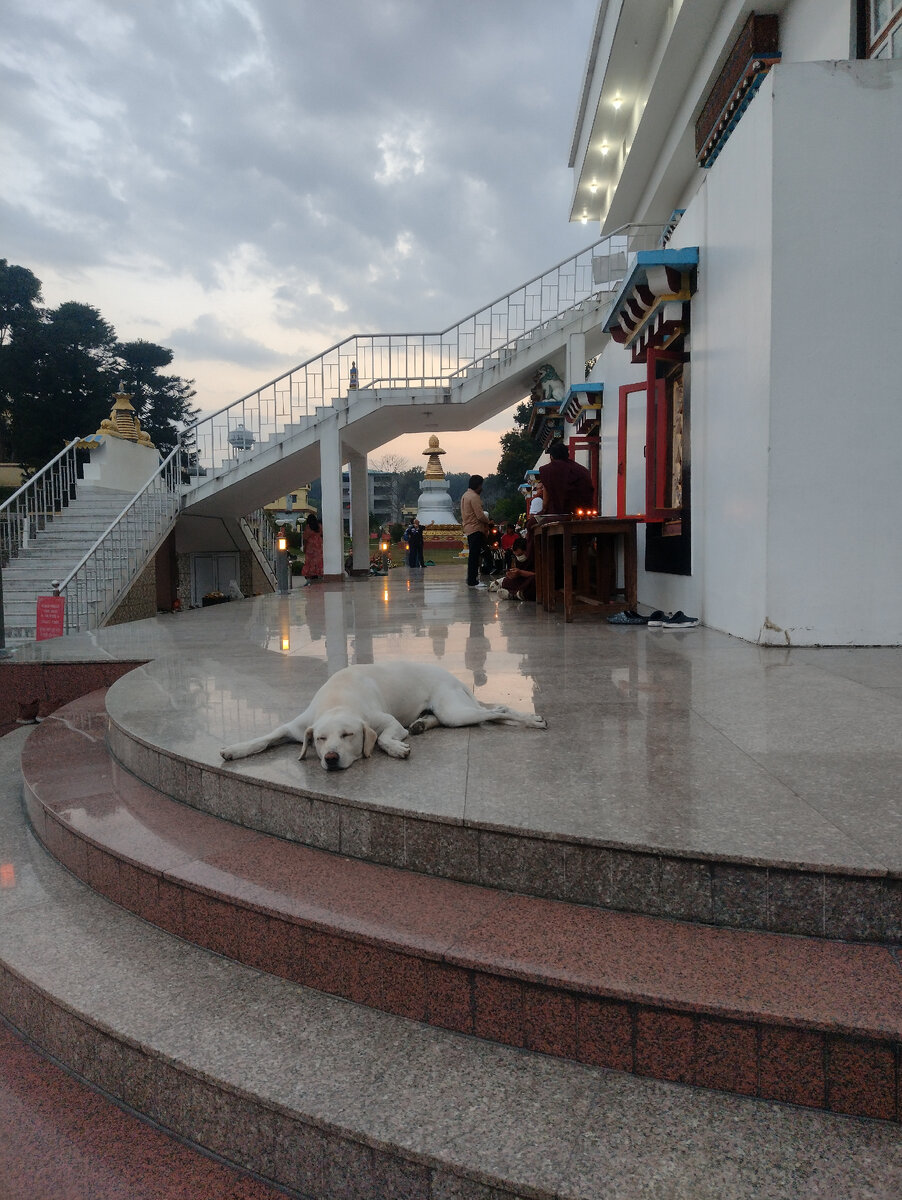 Этой собачке, кайфующей от Пуджи в храме, ,,заповеди больше не нужны".