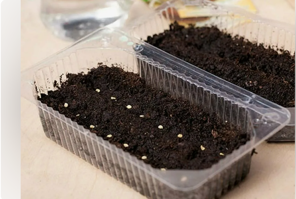 Садовый календарь. Календарь посадки овощей. Какого числа сажать рассаду в 2024. Посевной календарь огородника. Благоприятные дни для посева семян.