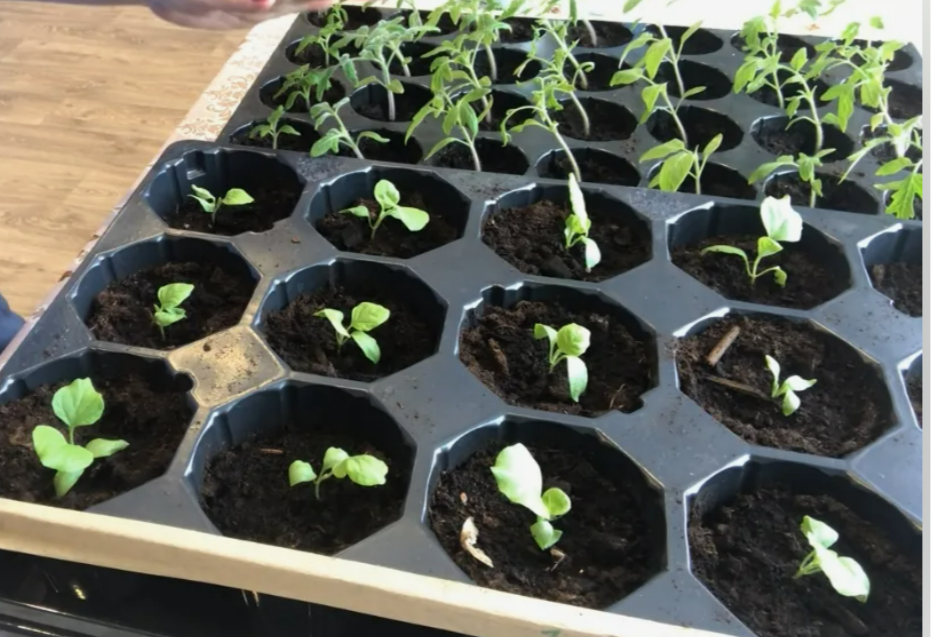 баклажаны в открытом грунте. когда сажать перец и баклажаны. когда сеять перец и баклажаны. когда сажать перец и баклажаны. когда садить семена на рассаду.