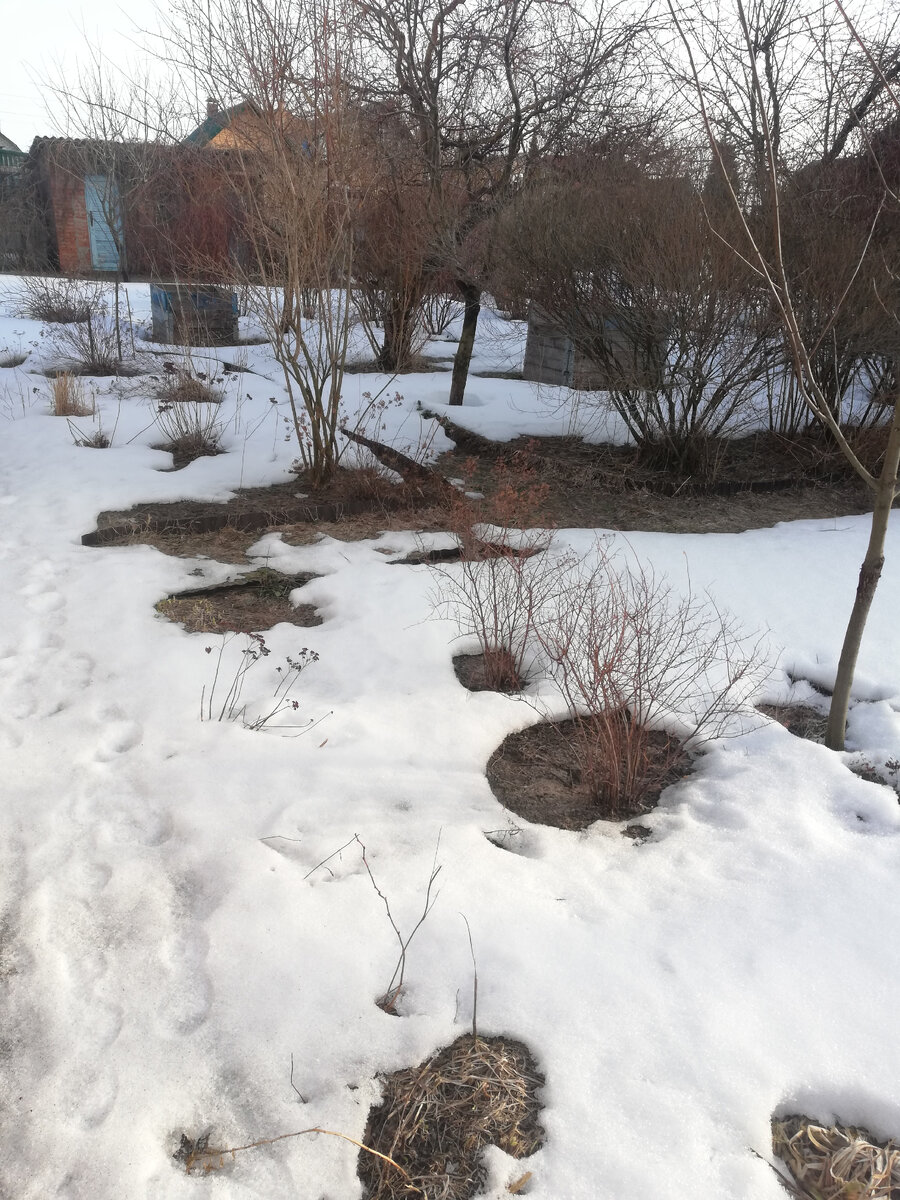 Подтаяло, в основном, вокруг кустов и почему-то вокруг лилейников