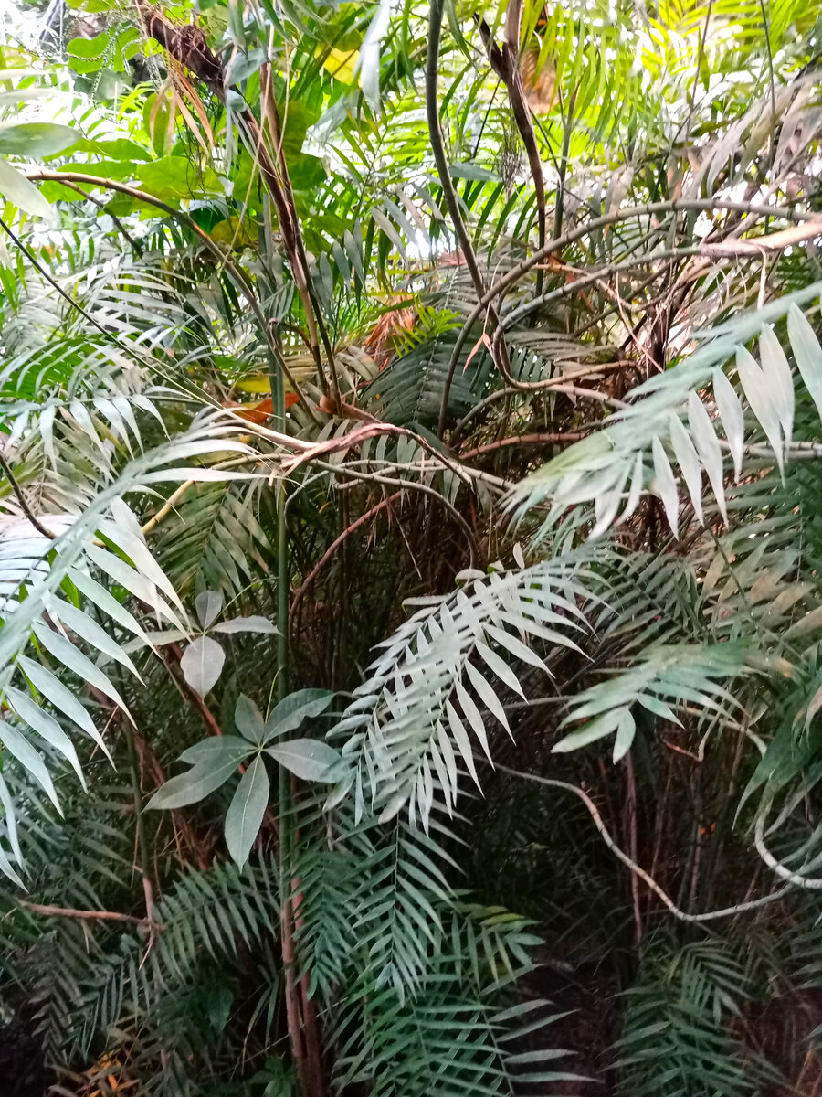 На занятиях мы учим зоны с помощью интерактивных игр. Можно сходить на экскурсию в Ботанический сад. 
