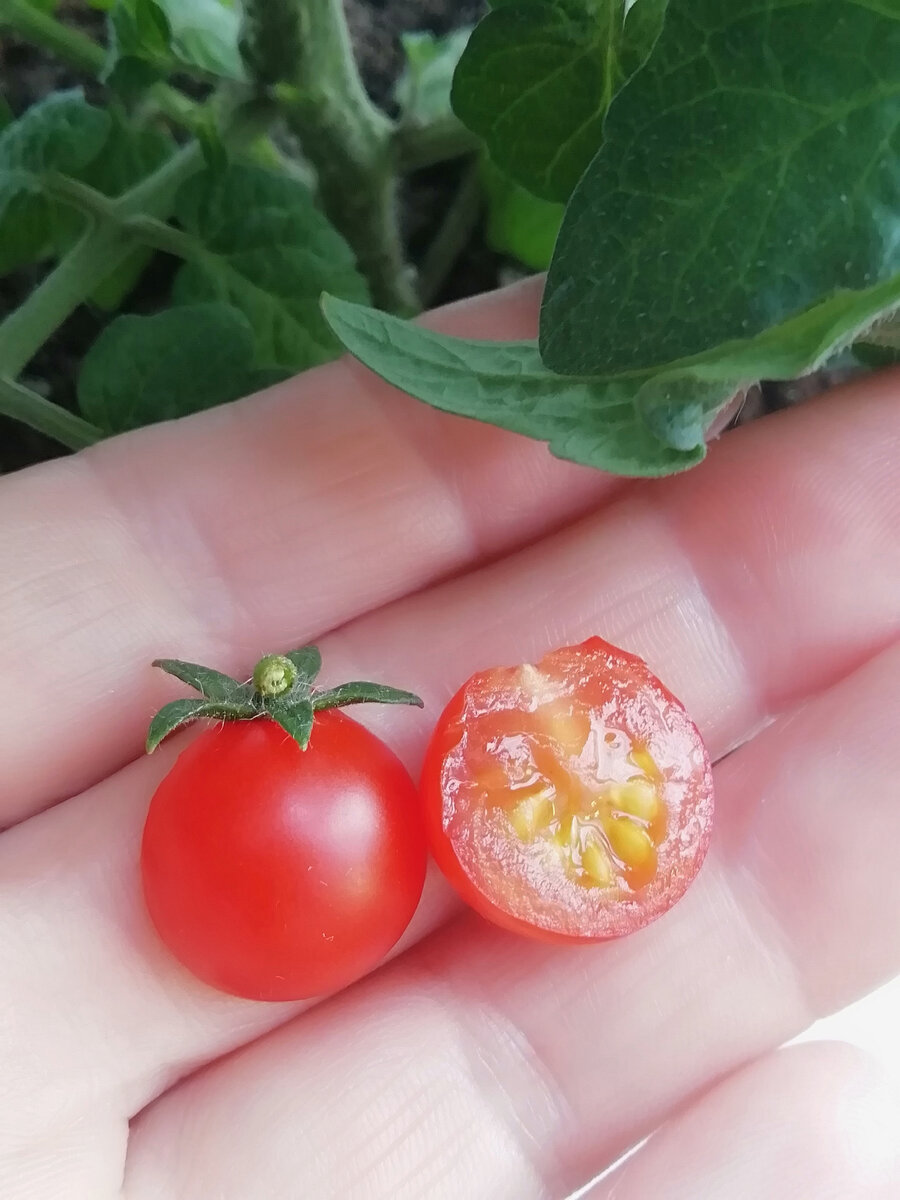 Собрала семена, посею, посмотрю, что вырастит