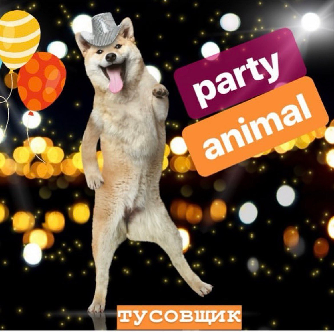 Кто такие party animal, couch potato, culture vulture и workaholic? |  Оксана Кудря. Репетитор по английскому. | Дзен